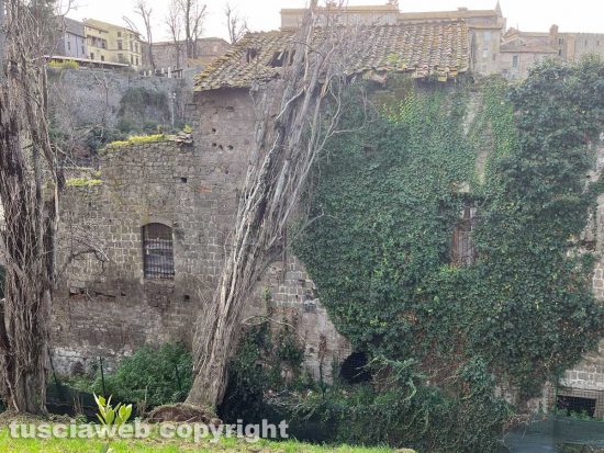 Viterbo - Albero sul tetto della ex chiesa a Valle Faul