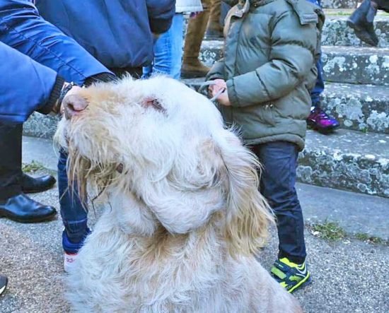 Viterbo - Sant’Antonio Abate, messa e benedizione degli animali alla basilica della Quercia