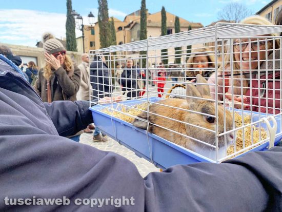 Viterbo - Benedizione animali