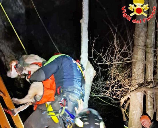 Tolfa - Il cane salvato dai vigili del fuoco