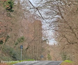 San Martino al Cimino - Grosso ramo pericolante lungo Sp 39 Valle di Vico