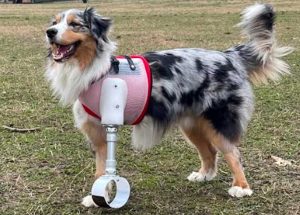 Il cane Rio con una zampa bionica