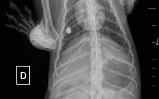 Vetralla - Piombini nel corpo di un gatto