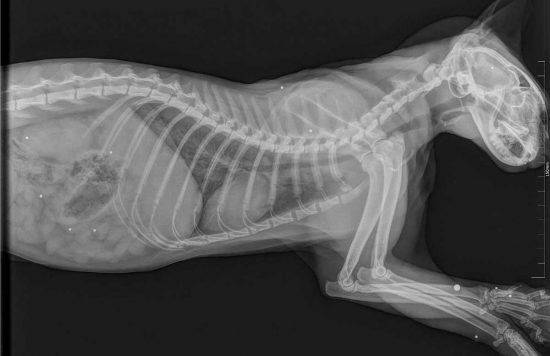 Vetralla - Piombini nel corpo di un gatto
