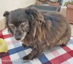 Il cagnolino ritrovato sulla Commenda