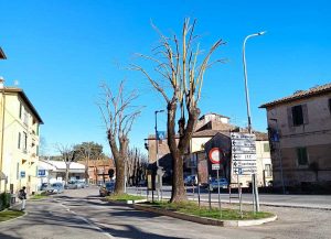 Le potature ad Acquapendente