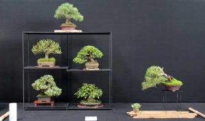 Bonsai