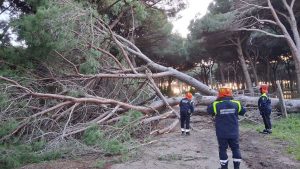 Tarquinia - Albero crolla sulla strada a Riva dei Tarquini