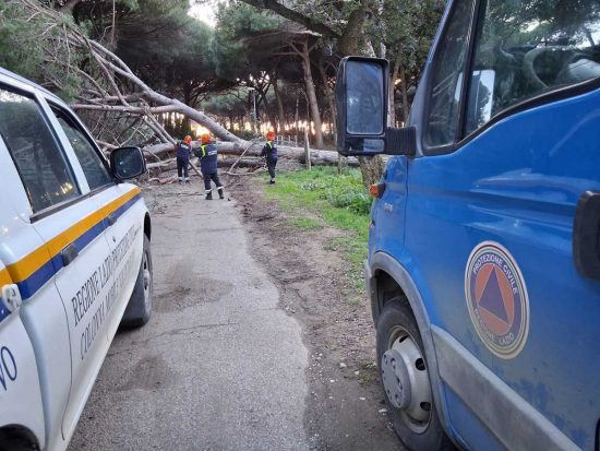 Tarquinia - Albero crolla sulla strada a Riva dei Tarquini