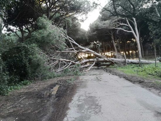Tarquinia - Albero crolla sulla strada a Riva dei Tarquini