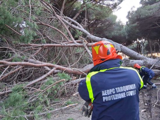 Tarquinia - Albero crolla sulla strada a Riva dei Tarquini