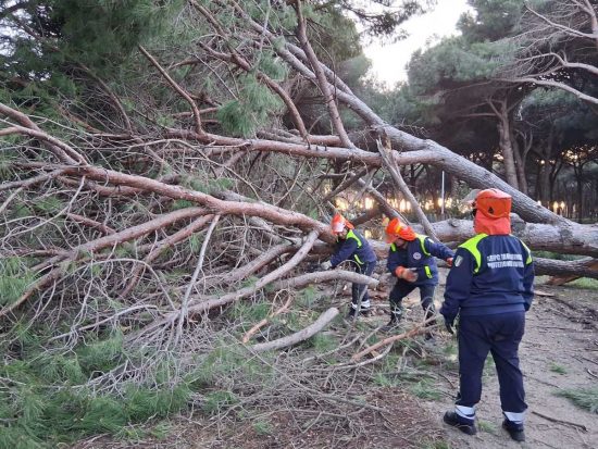 Tarquinia - Albero crolla sulla strada a Riva dei Tarquini