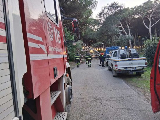 Tarquinia - Albero crolla sulla strada a Riva dei Tarquini