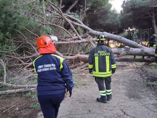 Tarquinia - Albero crolla sulla strada a Riva dei Tarquini