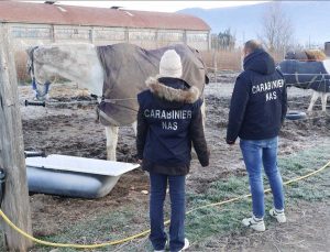Carabinieri - Nas - Cavalli al macello illegalmente