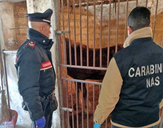 Carabinieri - Nas - Cavalli al macello illegalmente