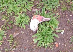 Una testa decapitata di un'anatra al parco di Santa Maria dell'Elce