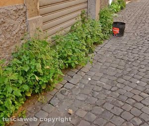 Viterbo - Erba alta nei vicoli