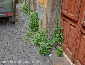 Viterbo - Erba alta nei vicoli