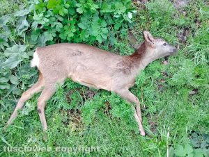 Viterbo - Una femmina di capriolo trovata morta a bordo strada