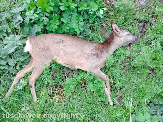 Viterbo - Una femmina di capriolo trovata morta a bordo strada