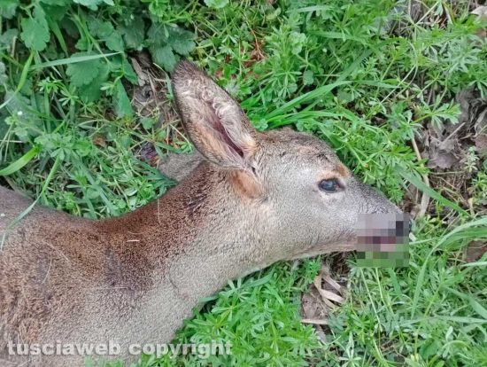 Viterbo - Una femmina di capriolo trovata morta a bordo strada