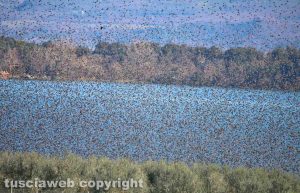 Invasione di storni sul lago di Bolsena