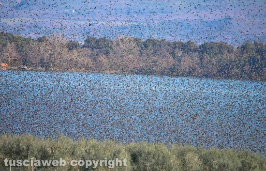Invasione di stormi sul lago di Bolsena