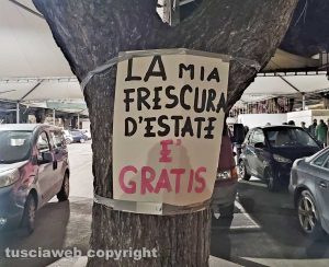 Civitavecchia - Restyling piazza Regina Margherita, appesi degli striscioni e cartelli per salvare gli alberi