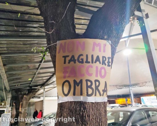 Civitavecchia - Restyling piazza Regina Margherita, appesi degli striscioni e cartelli per salvare gli alberi