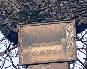 Faro incatenato a un albero