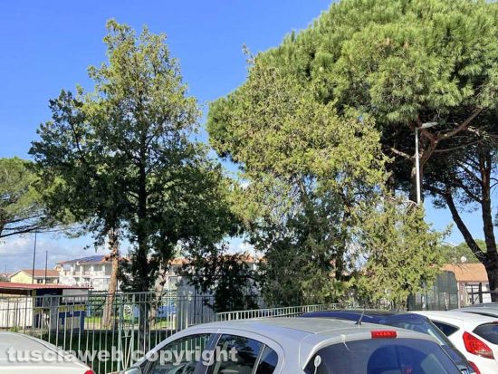 Viterbo - I pini in via Minciotti