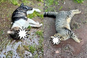 Tuscania - Due gatti morti avvelenati