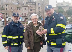Gufo salvato dalla polizia stradale
