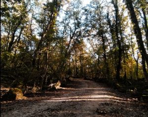 Riserva naturale del Lamone