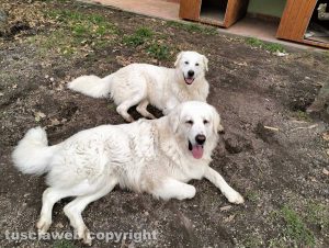 I due maremmani scomparsi: Thor e Olimpia