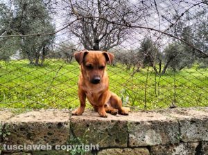 Il piccolo Togo scomparso