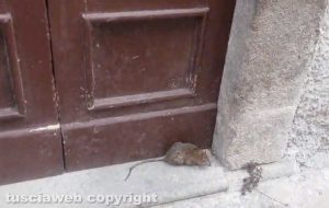 Viterbo - Un topo in via della Morretta