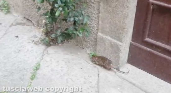 Viterbo - Un topo in via della Morretta