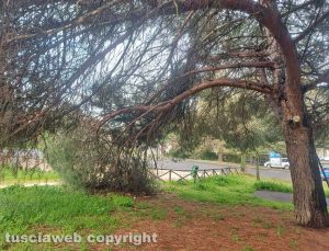 Viterbo - Un pino al Parco dell'aeronautica