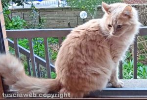 Il gatto Gnappetto