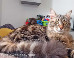 Il gatto Romeo