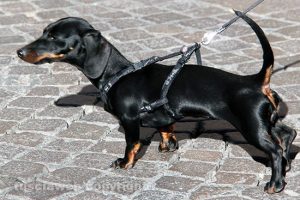 Un bassotto