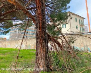 Viterbo - Un grosso ramo di un pino marittimo caduto in via Franco Rasetti