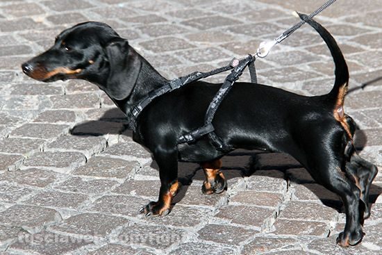 Un bassotto
