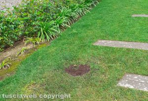 Viterbo - Rimosso un albero di Gleditsia