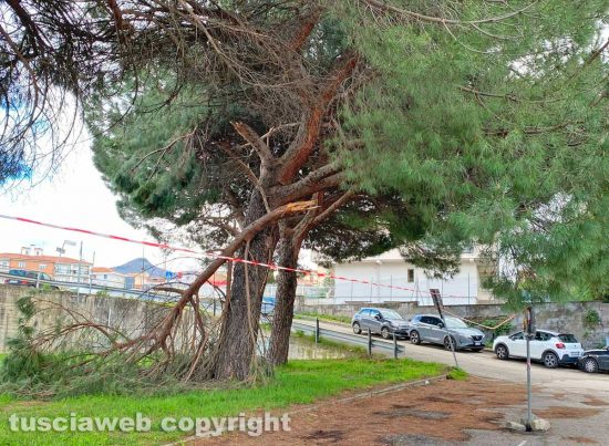 Viterbo - Un grosso ramo di un pino marittimo caduto in via Franco Rasetti