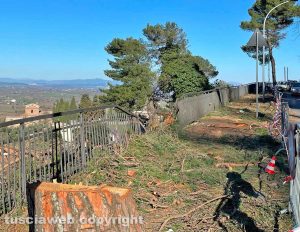 Soriano nel Cimino - I pini marittimi abbattuti