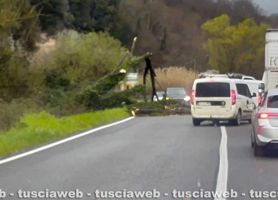 Sutri - Crolla un albero sulla Cassia sud