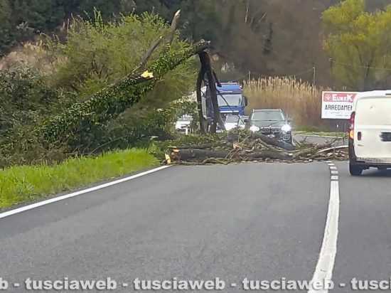 Sutri - Crolla un albero sulla Cassia sud